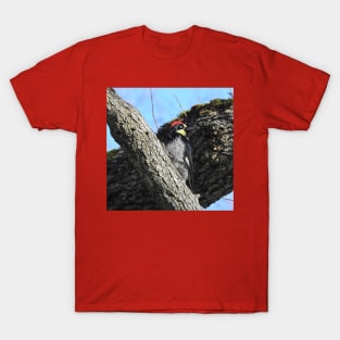 Wildlife gifts, acorn woodpecker, birds, nature T-Shirt